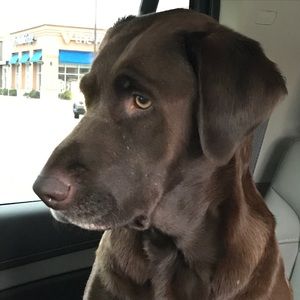 Meet your Posher, Daphne